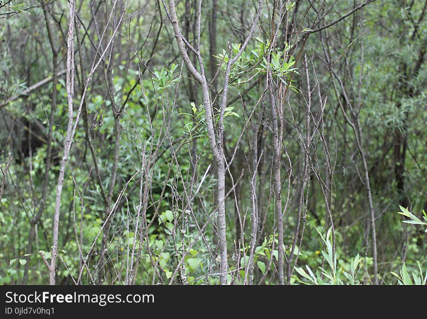 Vegetation, Ecosystem, Nature Reserve, Forest