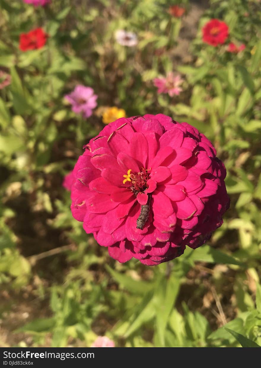 Flower, Pink, Plant, Flora