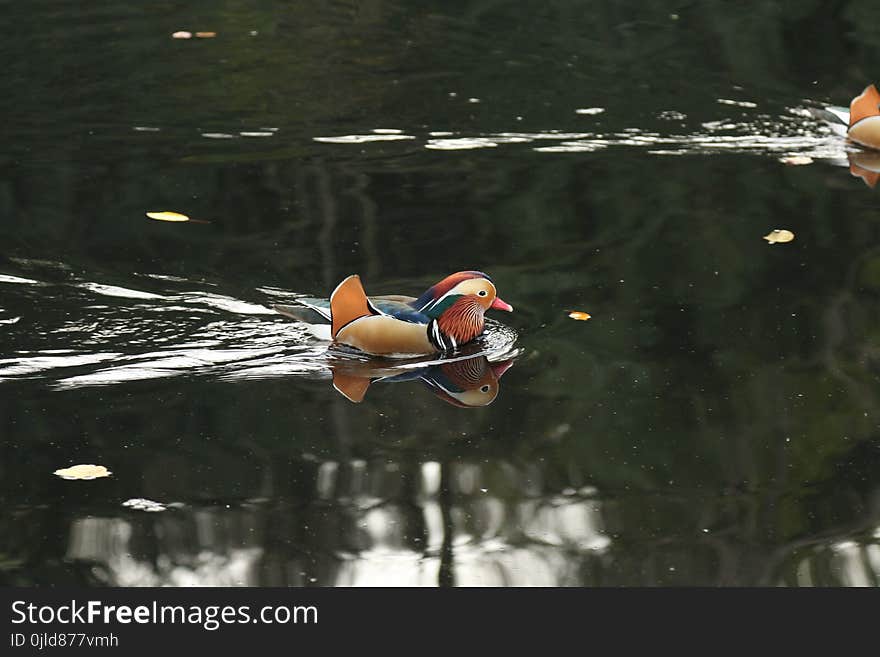 Water, Bird, Vertebrate, Fauna