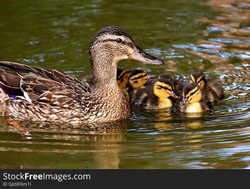 Duck, Mallard, Bird, Water Bird