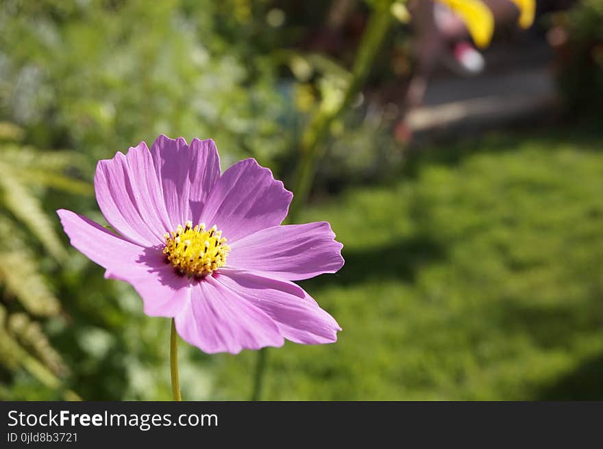 Flower, Flora, Plant, Garden Cosmos