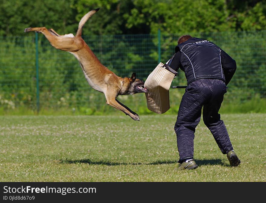 Grass, Lure Coursing, Obedience Trial, Animal Sports