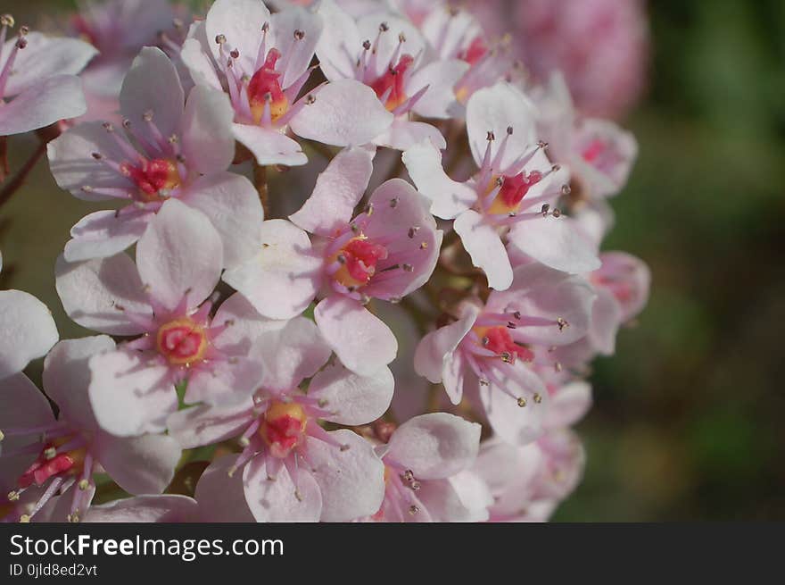 Pink, Blossom, Flower, Spring