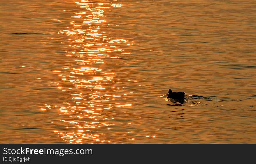 Reflection, Water, Water Bird, Bird