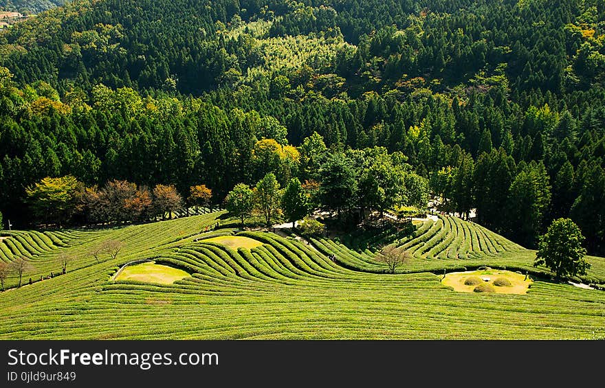 Nature, Vegetation, Field, Agriculture