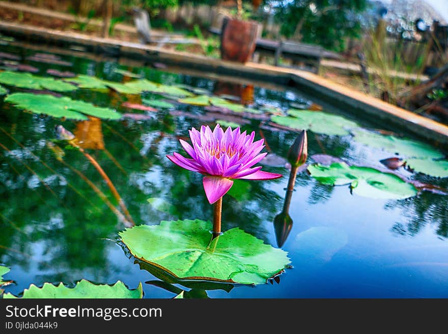 Flower, Water, Plant, Nature