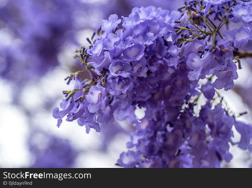 Blue, Branch, Flower, Purple