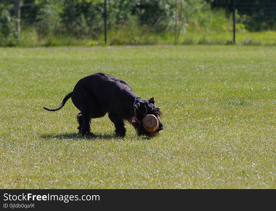 Dog Like Mammal, Dog, Grass, Dog Breed