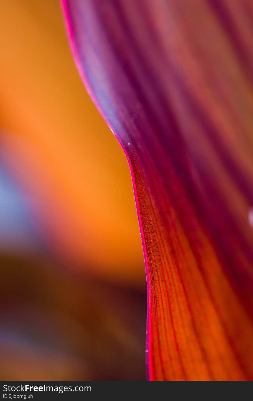 Purple, Flower, Macro Photography, Close Up