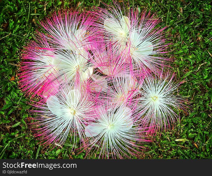 Vegetation, Flora, Plant, Close Up