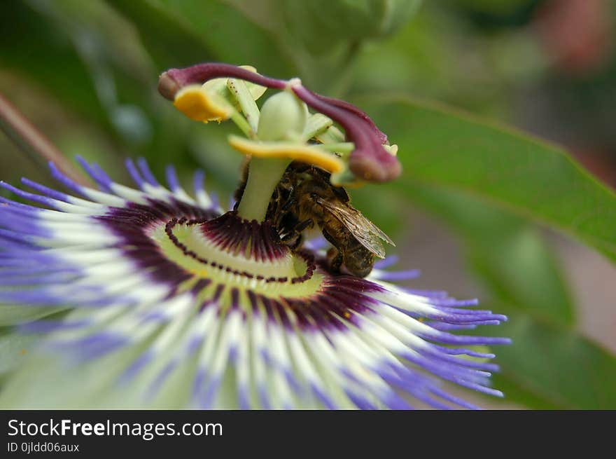 Flower, Bee, Honey Bee, Passion Flower