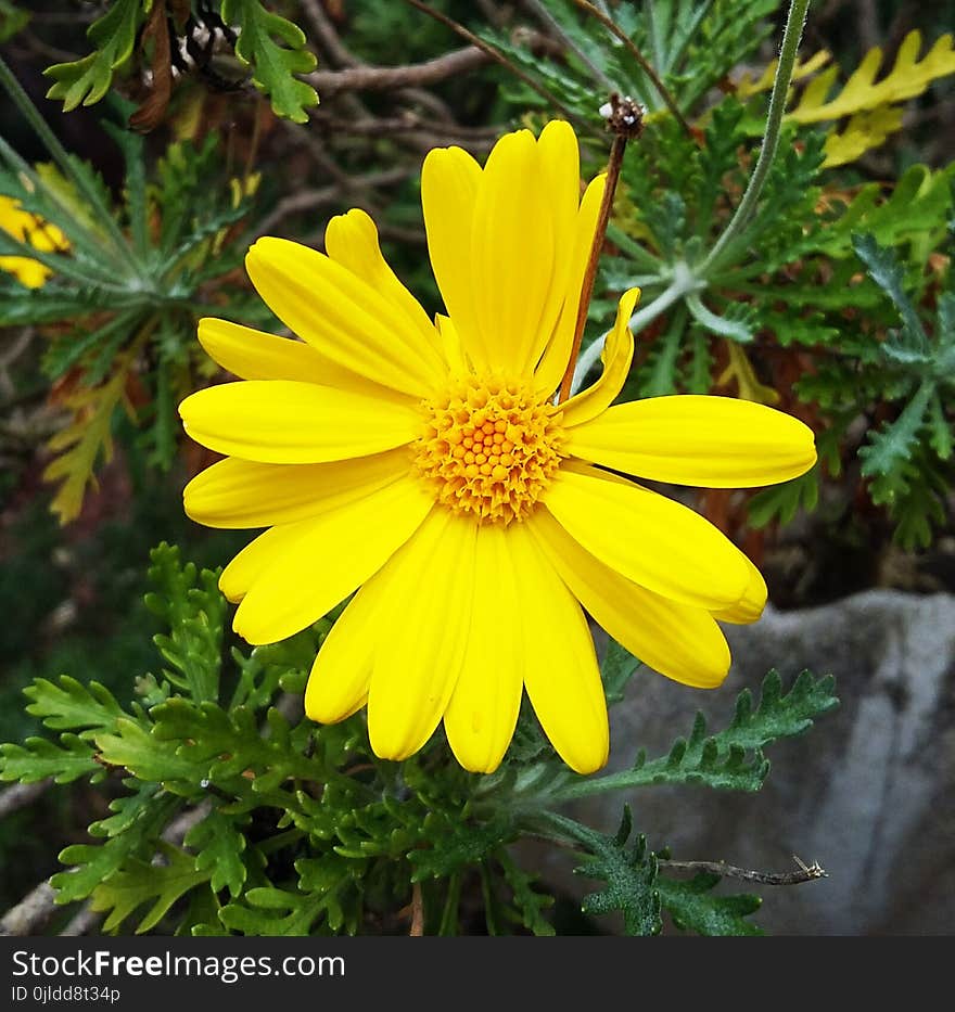 Flower, Yellow, Flora, Marguerite Daisy