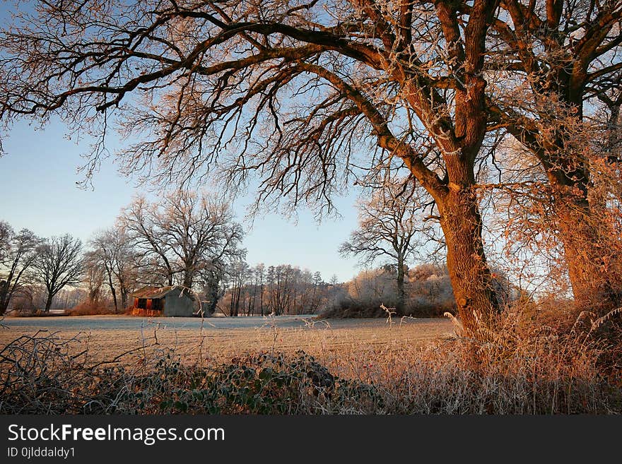 Tree, Nature, Sky, Branch