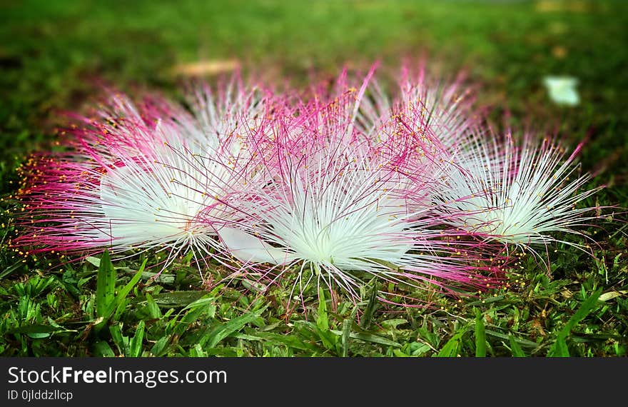 Vegetation, Flora, Plant, Grass