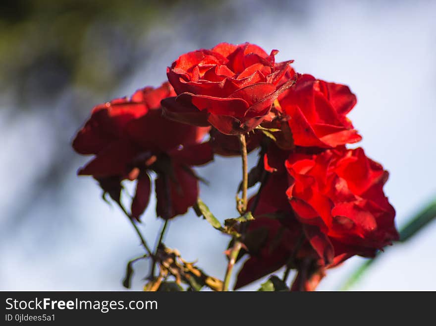 Flower, Red, Rose Family, Rose