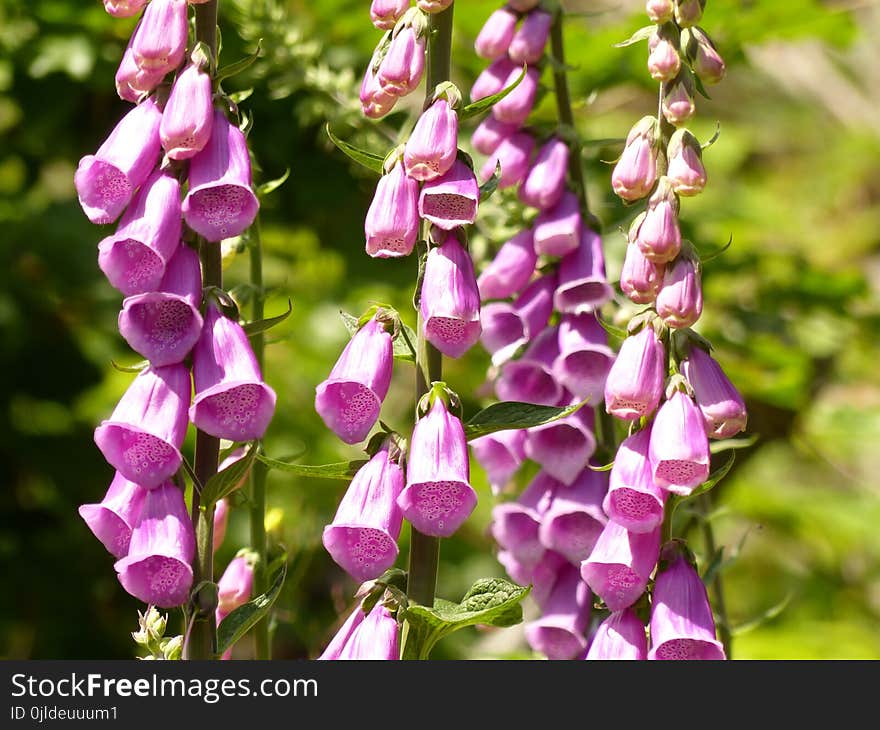 Flower, Pink, Digitalis, Flora