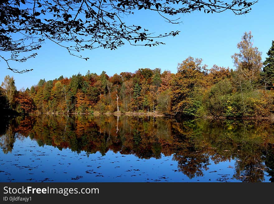 Reflection, Water, Nature, Leaf