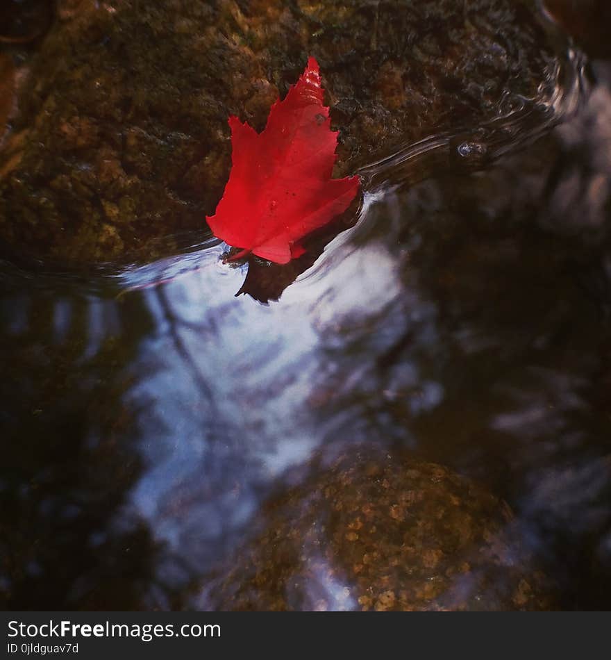 Water, Leaf, Reflection, Red