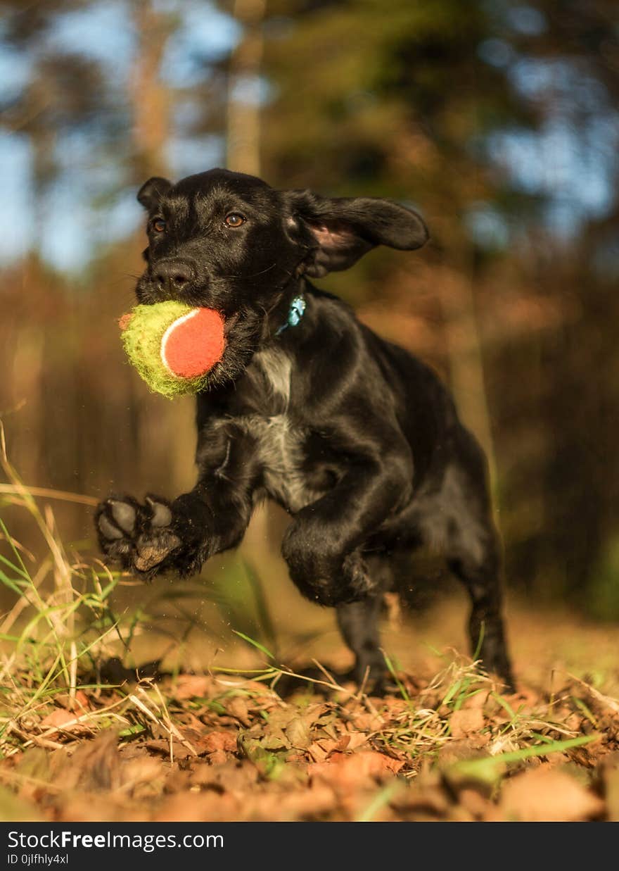 Jumping black puppy with a ball. Beautiful autumn dog photo in motion.