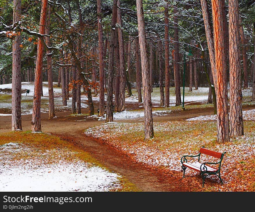 Brown Wooden Bench With Black Metal Frame on Pathway Beside Trees