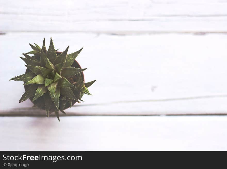 Small decorative succulent plant on white wooden table, with cop