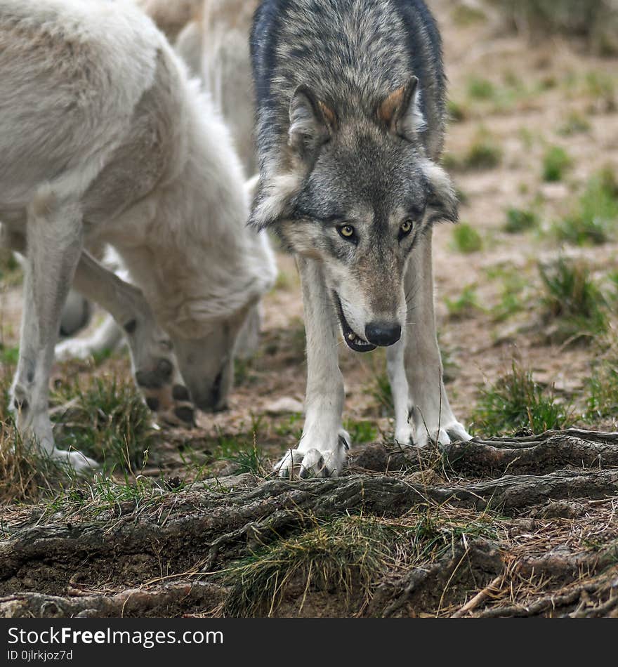 Dog Like Mammal, Wolf, Wildlife, Czechoslovakian Wolfdog