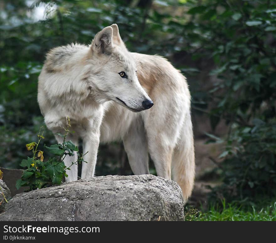 Wildlife, Fauna, Wolf, Canis Lupus Tundrarum