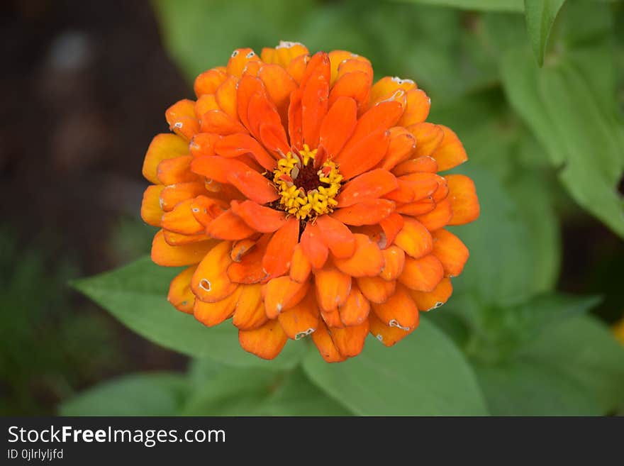 Flower, Flora, Wildflower, Annual Plant