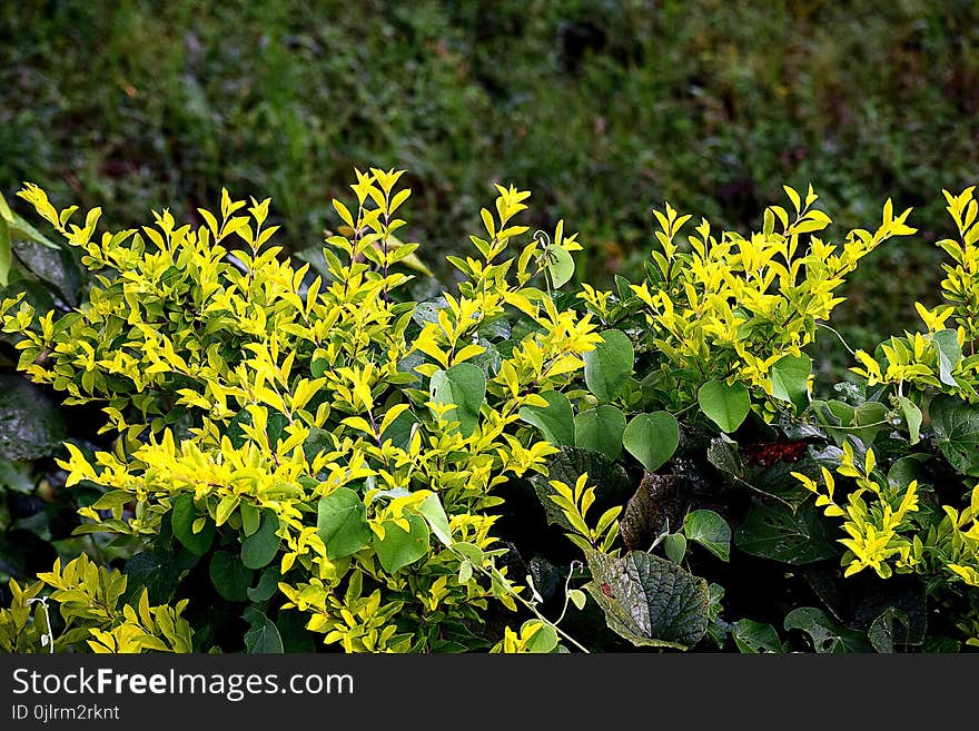 Plant, Yellow, Flora, Flower