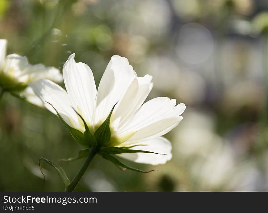 Flower, White, Flora, Plant