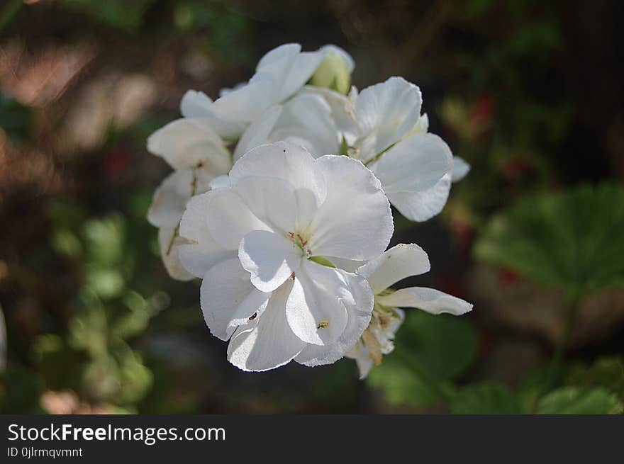 Flower, White, Plant, Flora