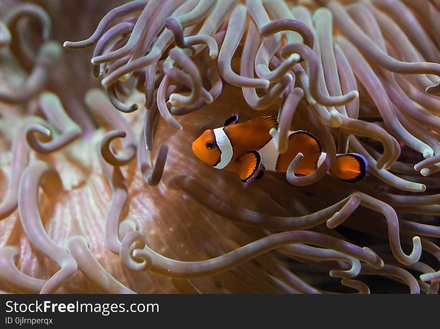 Marine Biology, Coral, Organism, Sea Anemone