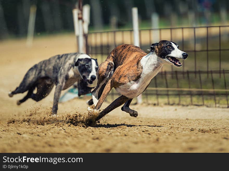 Animal Sports, Greyhound Racing, Dog, Dog Sports