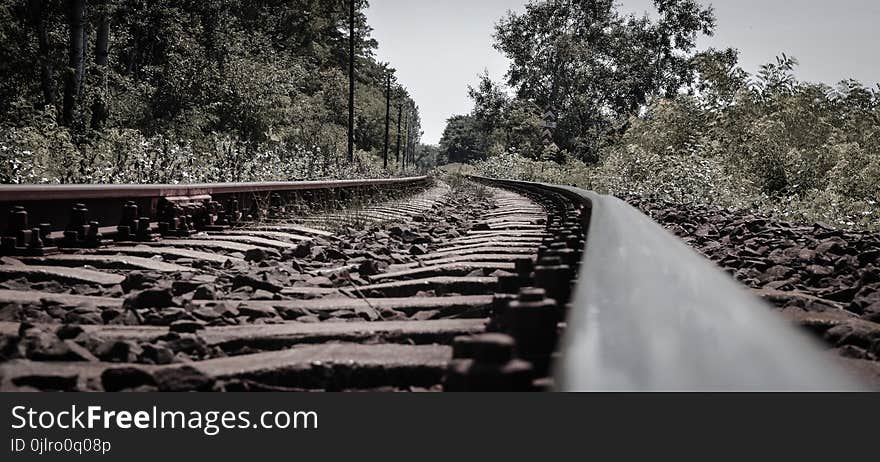 Track, Tree, Transport, Black And White