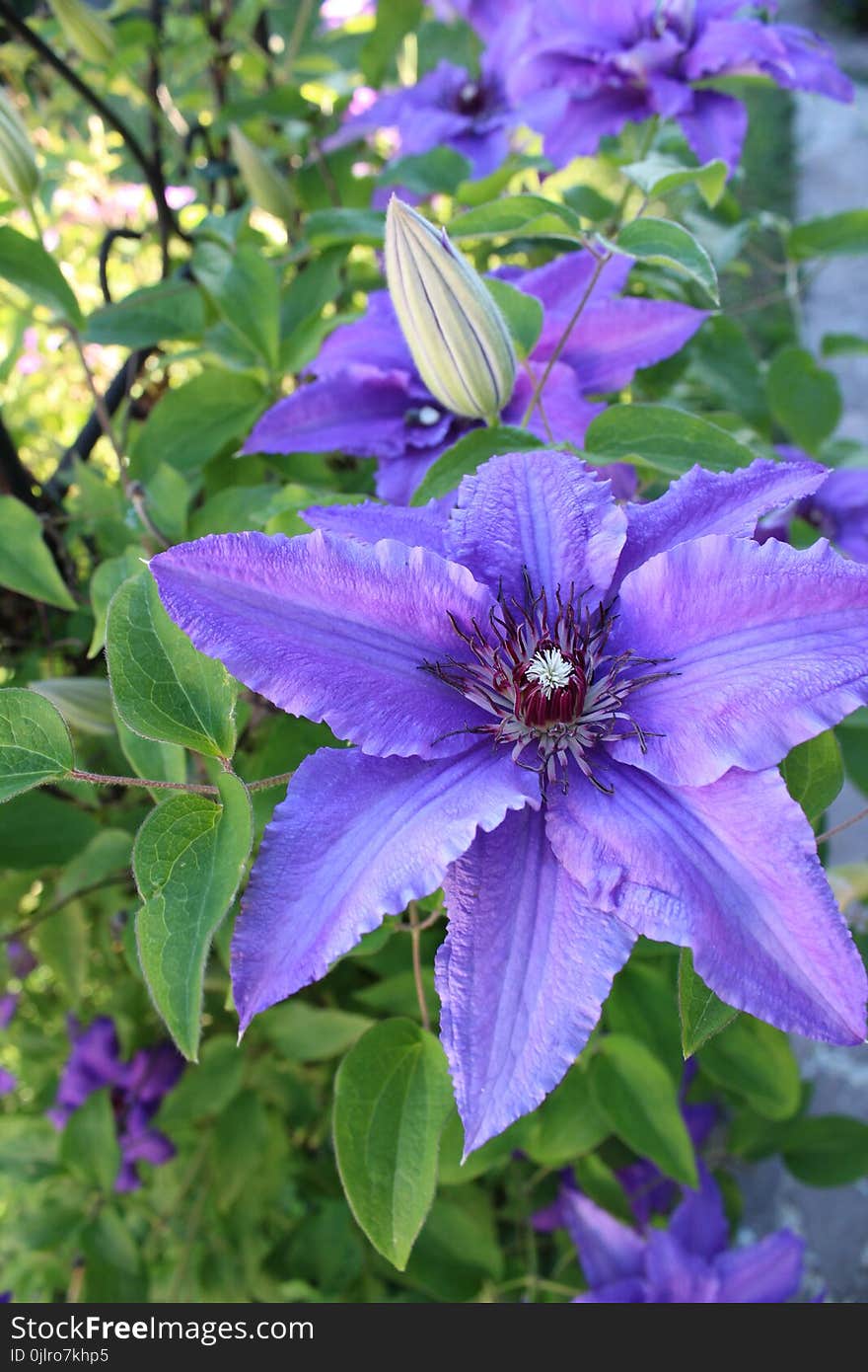 Flower, Plant, Clematis, Flowering Plant