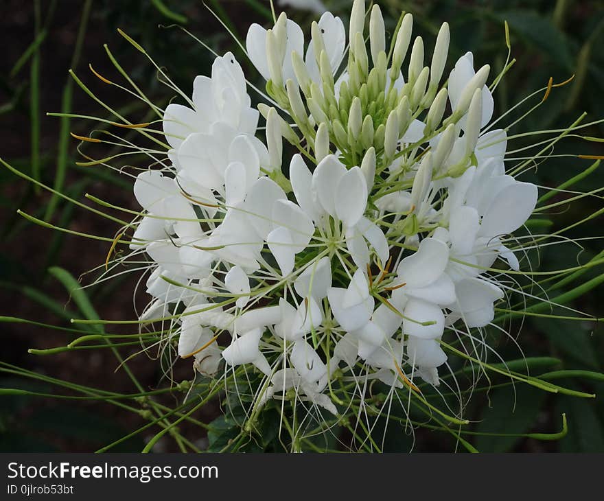 White, Flora, Plant, Flower