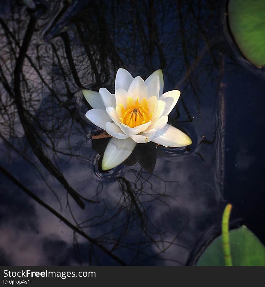 Flower, Flora, Yellow, Plant