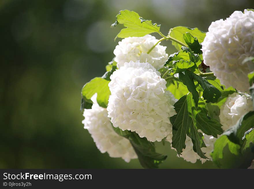 White, Flower, Plant, Viburnum