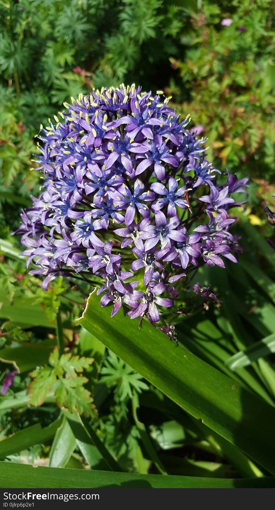 Plant, Flower, Flowering Plant, Grass