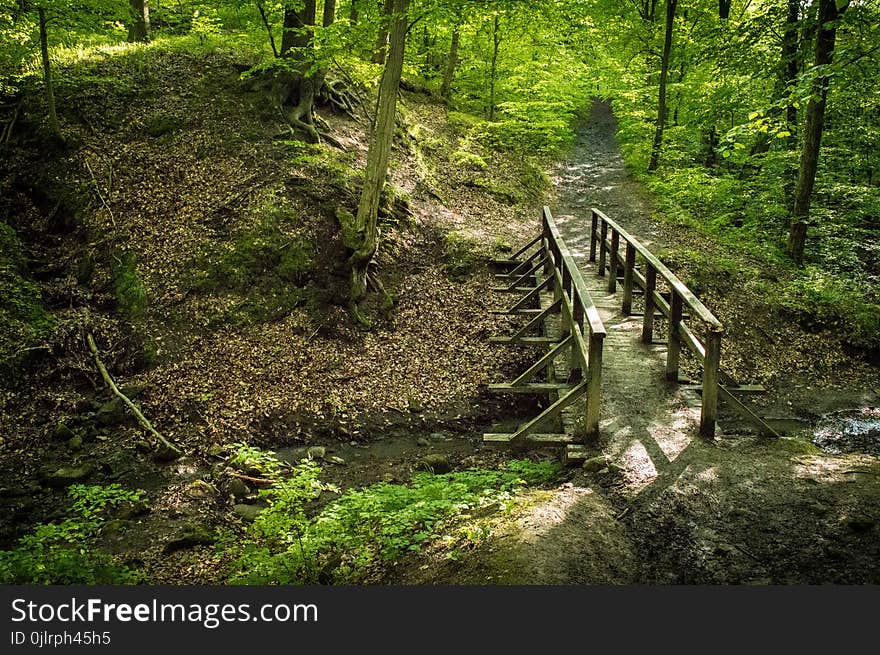 Nature, Path, Nature Reserve, Vegetation