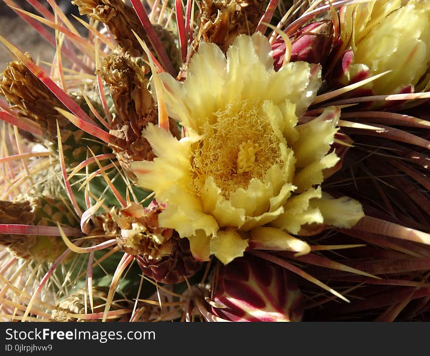 Flowering Plant, Plant, Cactus, Hedgehog Cactus