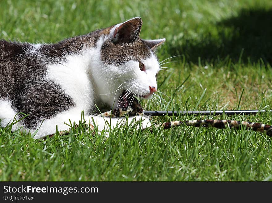 Cat, Fauna, Grass, Small To Medium Sized Cats