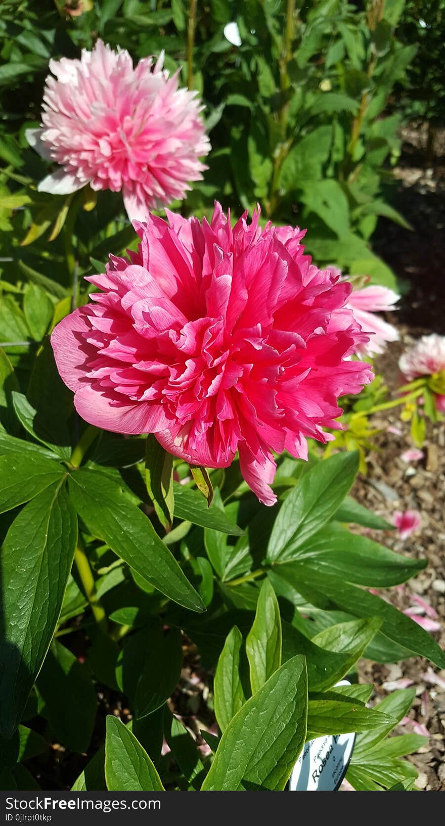 Flower, Plant, Flowering Plant, Peony