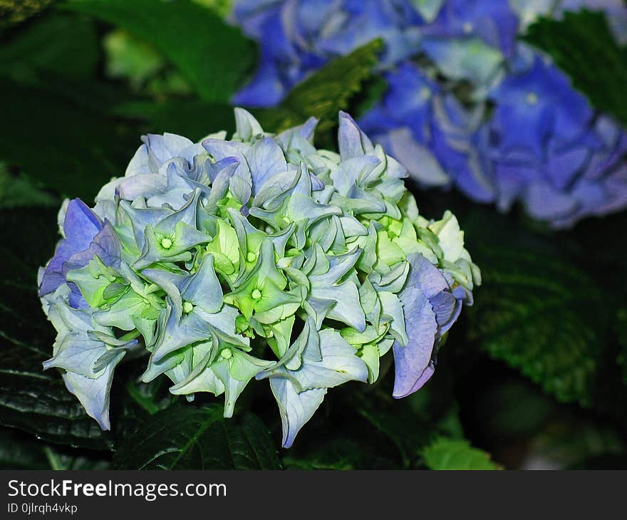 Blue, Flower, Plant, Hydrangea