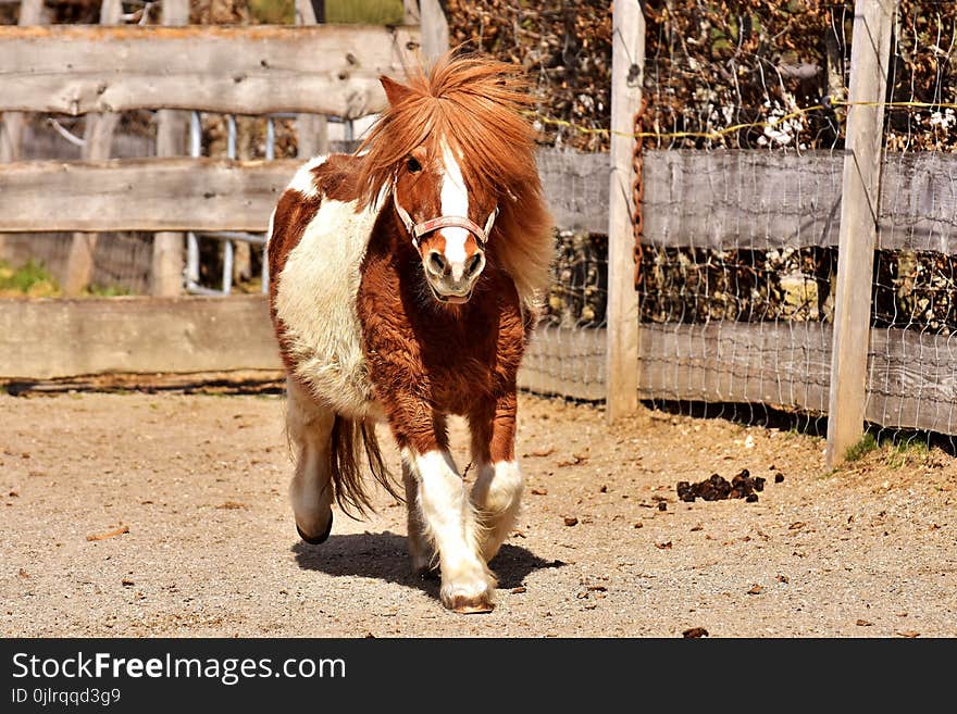 Horse, Mane, Horse Like Mammal, Bridle