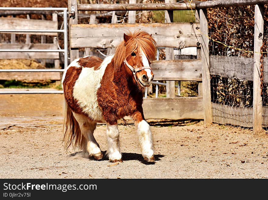 Horse, Horse Like Mammal, Mane, Mustang Horse