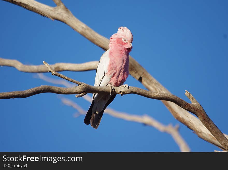 Bird, Fauna, Parrot, Beak