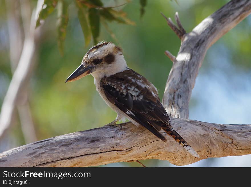 Bird, Beak, Fauna, Wildlife