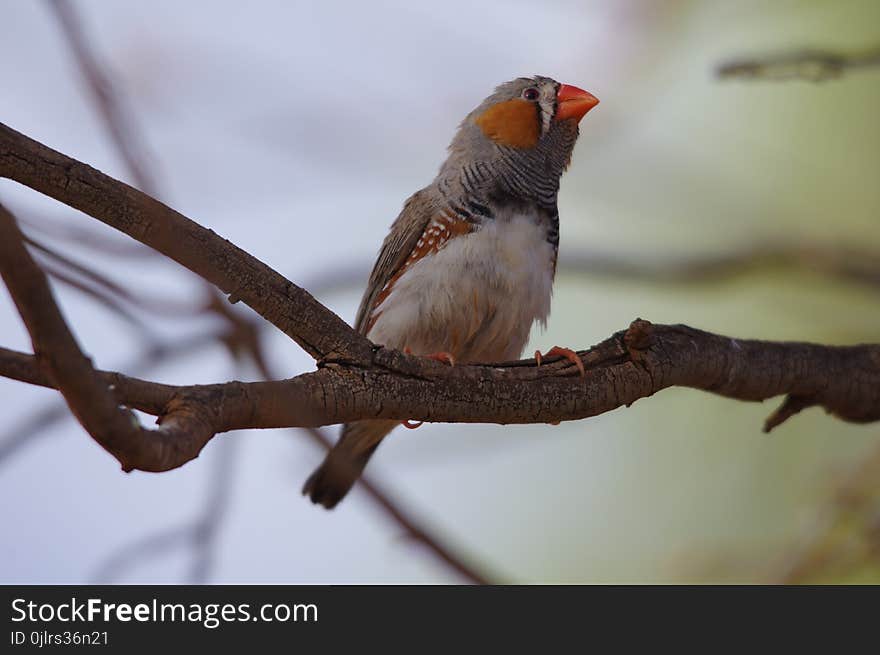 Bird, Finch, Beak, Fauna