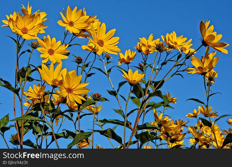 Flower, Yellow, Plant, Flora